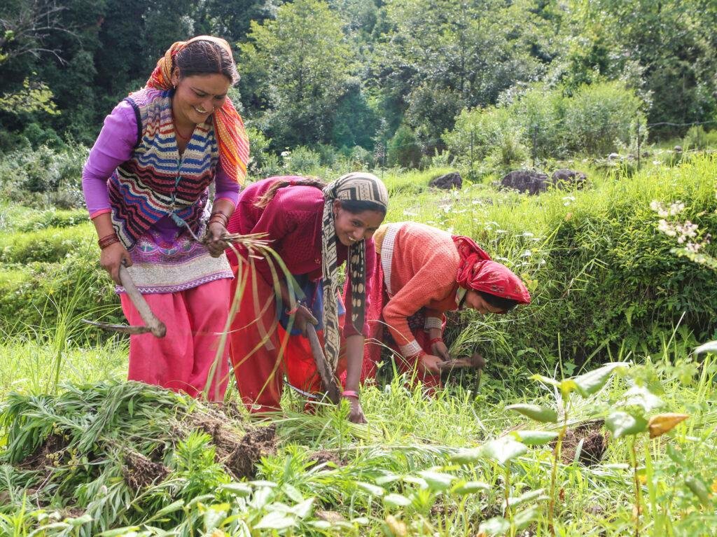 Women, who make up most of the field hands in the village of Huddu, plant grasses used for animal fodder. They report that the snowfall has decreased, a decline that villagers began noticing in the 1980s.